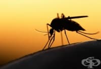 B52.8 Малария, предизвикана от Plasmodium malariae с други усложнения