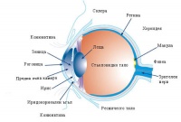 H35.3 Дегенерация на макулата и задния полюс