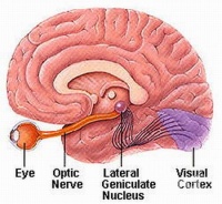 H48*    [2-]       ,   