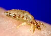 B85.1 Педикулоза, предизвикана от Pediculus humanus corporis