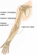 S54.7 Травма на няколко нерва на ниво предмишница