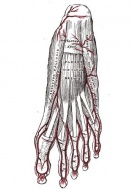 S95.1 ������ �� ������� ��������� �����