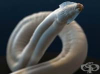 B83.0    ,        [ Larva migrans]