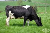 ���� ������ �� ������� - � ���� �������, ������ ���������