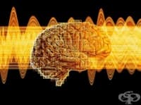 Учени изследваха интересна връзка между човешките черва и мозъка