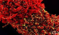 Седем случая на подварианта ВА.5 на Омикрон са потвърдени у нас