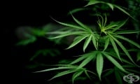 Немският здравен министър Карл Лаутербах представи план за легализиране на канабиса