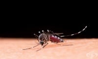 Във Франция отчитат рекорден брой внесени случаи на денга