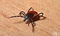В САЩ се увеличават случаите на алергия към месо след ухапване от кърлеж