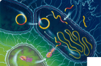 ���� ��� ��������, ����������� ��� ������ ������ �����������