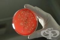 ������ �� ��� "����" ������� �������