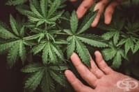 Бразилското правителство разреши продажбата на канабис за медицински цели