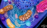 Малкото количество добри чревни бактерии увеличават риска от инфекции