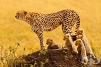 ����������� �������� �������� ���� � ����������� �� ���� �������