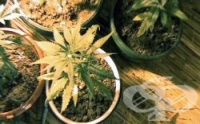 Райграс или сено, напоени с хашишово масло заменят марихуаната