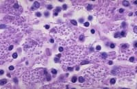 �������� �� �������� 30 ������ ���� ������������