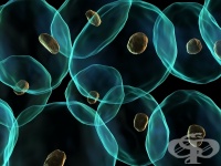 ���������� - ���������� ����� �� ���������� �� ��������� � ���������