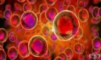 Разкрити са ключови механизми, чрез които раковите клетки успяват да нахлуят в тялото
