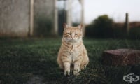 Заразените с COVID-19 котки произвеждат антитела, които неутрализират и човешкия SARS-CoV-2