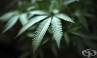 ЕС одобри първото лекарство за епилепсия, произведено от канабис