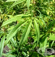 ��� ��������� ���� ���� �� �� ���� ��������� ����� ������� �� �����