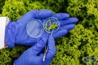 Епидемията от E. coli във Великобритания се разраства
