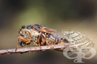 ���������� ��������� ������ �� ������ ���� �� �������������� ������� ������