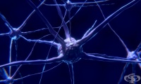 Възстановяват нервни клетки с помощта на електрически ток и инфрачервена светлина