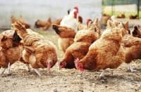 ���� �������� �� �������� �� ���������� ������ �� �������