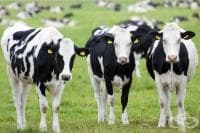 ��� ��� ���� ������ �� ���������, ���� ��� � ��. ����� � �. �����