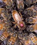 ������������ ��������� �� ������� �� �������