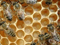 ������� ������������ �������