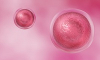 Създадоха функционални яйцеклетки от ДНК от човешка кожа