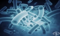 Резистентни бактерии могат да мигрират от червата към белите дробове, увеличавайки риска от инфекции