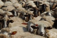 � �������� ���� �������� �� �������� ����� ������ ������������ ��� ����