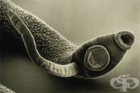 20 �������� �� �������� �� ���������� �� ������������ �� ��������