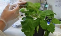 В Русия започват предклинични изпитвания на ваксина срещу COVID-19, в основата на която е тютюна