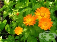 Може ли хомеопатията в България да бъде вредна?