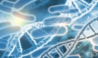 Антитела срещу чревните бактерии Lachnospiraceae са причина за хроничната умора