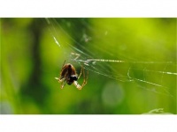 ���������� �� ������� ���� �� �������