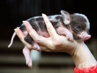 ������ ��������� �� �������� ������ ���������� ���������