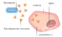 Увреждане на клетката от микроорганизми
