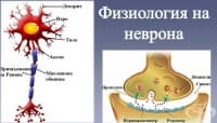 Физиология на неврона