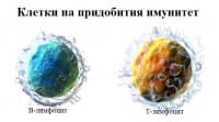 Клетки на придобития имунитет