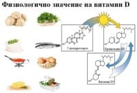 Физиологично значение на витамин D