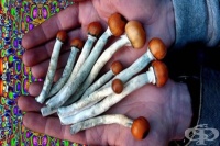 Магическите гъби могат да помогнат при лечението на депресия