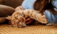 Как да се справим с болката от загубата на домашен любимец