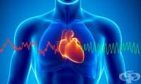 Сърдечна кохерентност: физическа и емоционална хармония