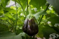 10 грешки при отглеждането на патладжан, които не бива да допускаме