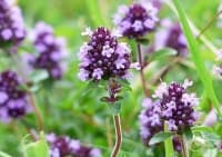 ���������� ������� � ������ �� �������